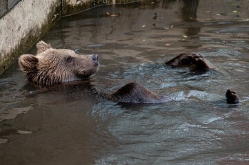 Closeup shot of a brown bear swimming in a pool