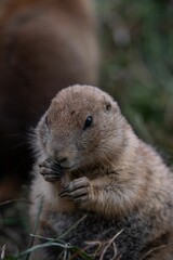 Vertical closeup shot of a black-tailed prairie dog.