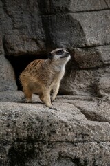 Fototapeta premium Vertical shot of a meerkat standing on the rock.