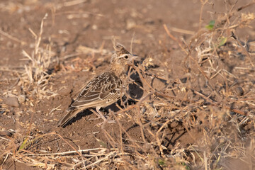 Sykes's lark or Galerida deva observed in Greater Rann of Kutch in Gujarat India