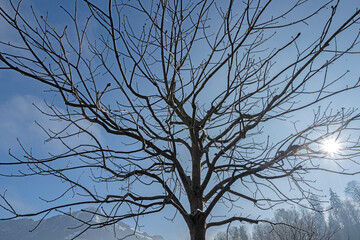 Kahler Baum mit laublosen Ästen vor trübblauem Himmel, Nidwalden, Schweiz