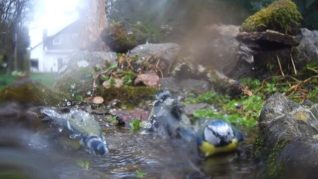Blaumeisen baden