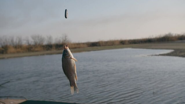fish crucian hanging on a hook on the background of the river