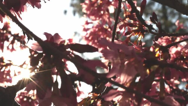 Spring tree with pink flowers. Spring border or background art with pink blossom. Beautiful nature scene with blossoming tree and sunlight. 