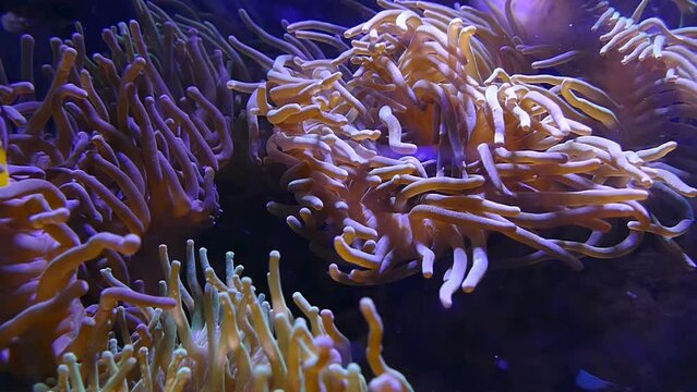ocean floor nature 4K footage in slow motion.