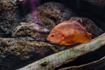 Underwater photography of Oscar fish (fish)