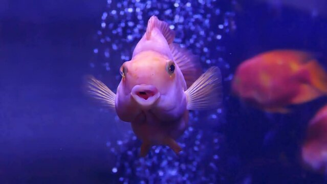 A funny fish with big lips swims in slow motion. Wildlife relax video. Underwater life footage. Aquarium background. Plastic surgery concept metaphor.