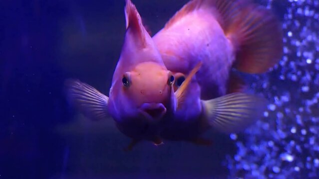 A funny fish with big lips swims in slow motion. Wildlife relax video. Underwater life footage. Aquarium background. Plastic surgery concept metaphor.