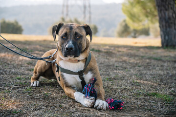 Cute Boxador dog with toy in park