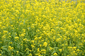 Obraz premium 菜の花