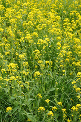 菜の花