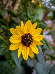 Yellow Sunflower 