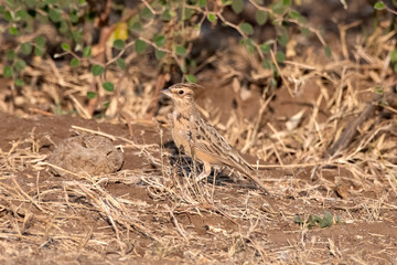Sykes's lark or Galerida deva observed in Greater Rann of Kutch in Gujarat India