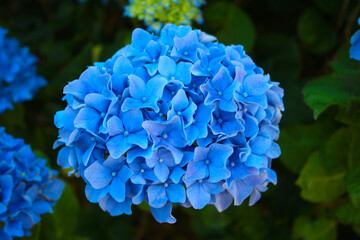 Blaue Hortensien Bl&uuml;te