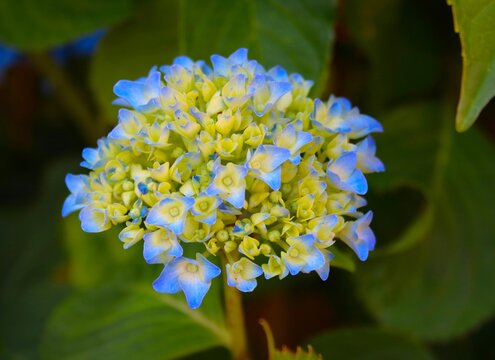 Blaue Hortensien Bl&uuml;te