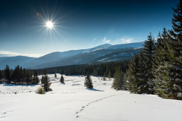 Fototapeta na wymiar Widok z polany Kotki na Śnieżkę, Karkonosze / View from the Kotki clearing to Śnieżka, Karkonosze