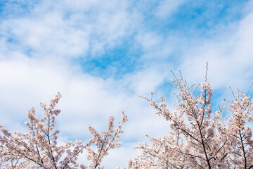 青空と桜