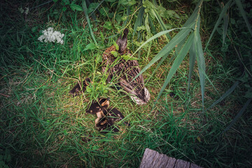 Ducks in the Grass