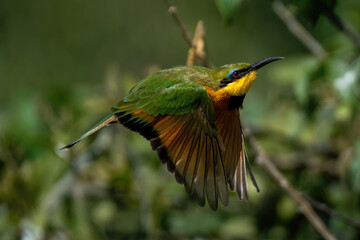 Little bee-eater flies past bush in sunshine