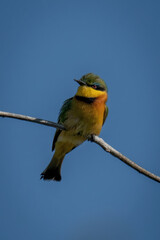Fototapeta premium Little bee-eater on branch in blue sky