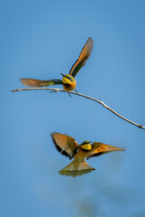 Little bee-eater lands as another takes off
