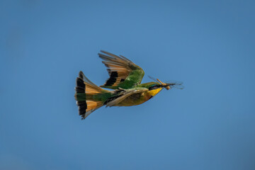 Little bee-eater in blue sky holding dragonfly