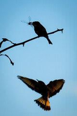 Little bee-eater holds dragonfly as another arrives