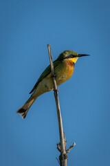 Little bee-eater in profile on dry branch