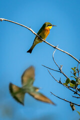 Little bee-eater flies beneath another on branch