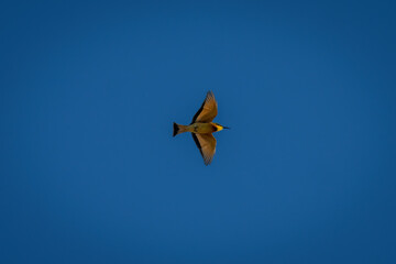 Little bee-eater flies through perfect blue sky