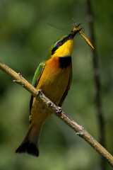 Little bee-eater on diagonal branch eating dragonfly