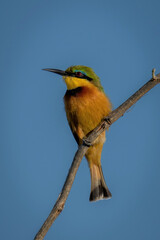 Little bee-eater on sunlit branch showing catchlight