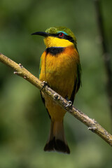 Little bee-eater on thin branch eyeing camera