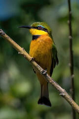 Little bee-eater on branch turns head left