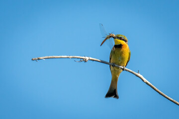 Little bee-eater on branch holds dead insect