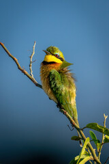 Little bee-eater on branch with ruffled feathers