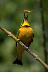 Little bee-eater on diagonal branch tossing dragonfly