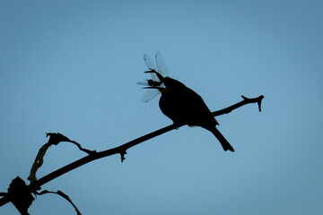 Obraz premium Little bee-eater eats dragonfly silhouetted against sky
