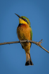 Little bee-eater on sunlit branch lifting beak