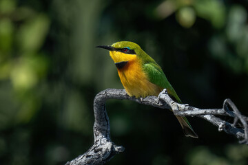 Little bee-eater on twisted branch in sunshine