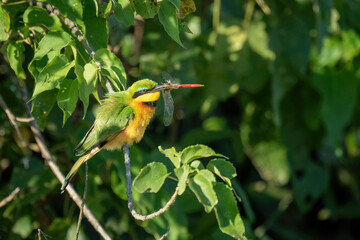 Little bee-eater on leafy branch carrying dragonfly
