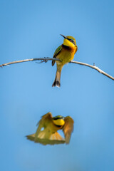Little bee-eater flies below another on branch