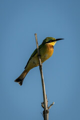 Little bee-eater on dead branch eyeing camera