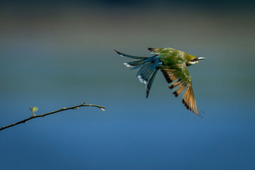 Little bee-eater flies off from narrow branch