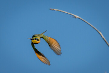 Little bee-eater flies from branch towards camera