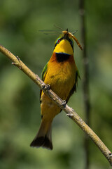 Little bee-eater holds dragonfly on diagonal branch