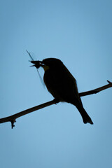 Little bee-eater holding dragonfly silhouetted against sky
