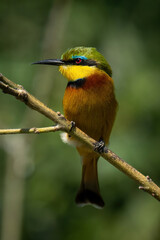 Little bee-eater on thin branch turning head