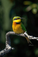 Little bee-eater on twisted branch turns head