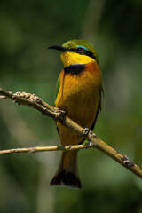 Little bee-eater watches camera from diagonal branch